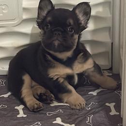 Bella - Tricolors female French Bulldog puppy in Klamath Falls, Oregon from Brittany's French Bulldogs