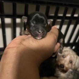 Hannah - Black and tan female Yorkipoo puppy in Gastonia, North Carolina from Precious pups dynasty kennel