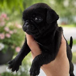 Saddle - Black female Pug puppy in Cincinnati, Ohio from Pugs513