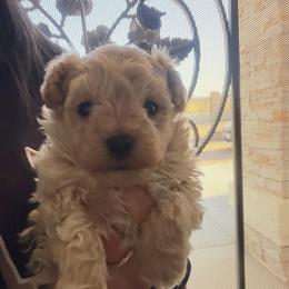 Sir Angel - Apricot male Maltipoo puppy in Southern,, California from Maltipoo Tiny Pups & More
