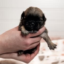Charlie - Fawn male Pug puppy in Shady Hills, Florida from Premium Pugs