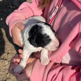 Buengo - Parti female Labradoodle puppy in Craig, Nebraska from Top Knot Companions Poodles and Labradoodles