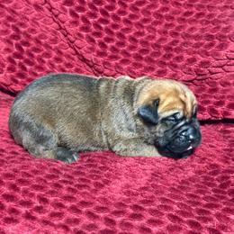 Navy Collar N - Fawn male Cane Corso puppy in Paris, Texas from Knucklehead Cane Corso
