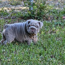 Bulldog Puppies from Charliejbulldogs