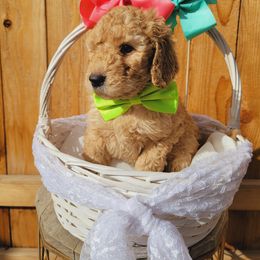 Goldendoodle Puppies from Heavenly Goldendoodles