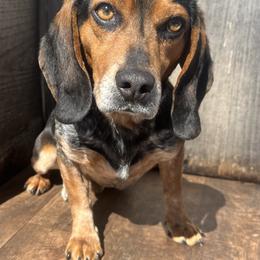Joe - Beagle