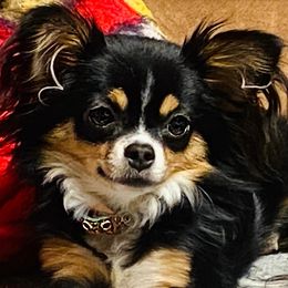 Chihuahuas from Midwest Chihuahuas