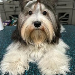 "Endearing and Beseme's Mercy at my Feet" Havanese Puppies from Endearing Havanese