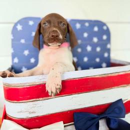 Clover - White and liver female German Shorthaired Pointer puppy in Macclenny, Florida from Dillon's GSPs