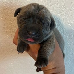 Yellow collar formentino - Gray and fawn female Cane Corso puppy in Tucson, Arizona from Cane Corso Friends