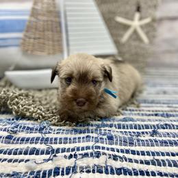 Miniature Schnauzer Puppies from Schnauzers on Robinson Lane