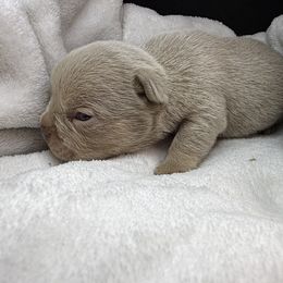 Boy 3 - Tricolors male French Bulldog puppy in Minco, Oklahoma from Findley’s Furbabies