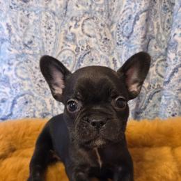 Cindy - Brindle female French Bulldog puppy in Capitol Heights, Maryland from Heritage Bully Co.