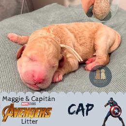Cap - Cream male Goldendoodle puppy in Calhoun, Georgia from M&C Village Goldendoodles
