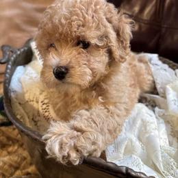 PUPPY akc cream - Cream male Poodle puppy in Point Pleasant Beach, New Jersey from Black Mountain Toy Poodles