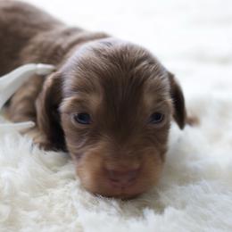 Iris - Chocolate and cream female Dachshund puppy in Morrow, Ohio from Courtney’s Colorful Doxies