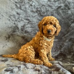 AKC Boy 1 Green - Red  Poodle puppy in Southwest Ranches, Florida from Herringbone ‘s Poodles