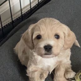 Cupid - Cream Cavapoo puppy in Greer, South Carolina from Palmetto Companion Puppies