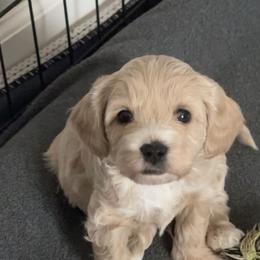 Cupid - Cream Cavapoo puppy in Greer, South Carolina from Palmetto Companion Puppies
