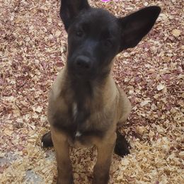Girl 2 - Mahogany female Belgian Malinois puppy in Corpus Christi, Texas from Heavenly Firefly Belgian Malinois