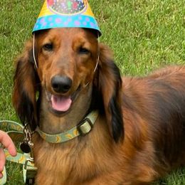 Cavalier King Charles Spaniels and Dachshunds from Mtn to Sea