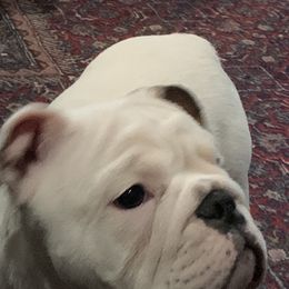 Bulldog and French Bulldog Puppies from Jagster’s Bulldogs