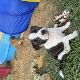 Staffordshire Bull Terrier Puppies from Sassafras’s Staffords