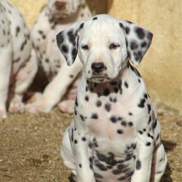 Female 4 - White and liver brown female Dalmatian puppy in Lake Mathews, California from Bully Market