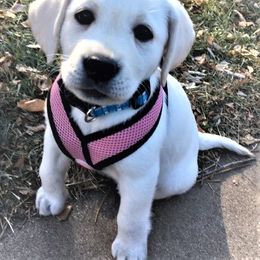 Labrador Retriever Puppies from True Labradors