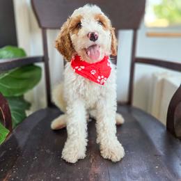 Marley - Brown and white male Bernedoodle puppy in Wagener, South Carolina from Noble Friend Breeders LLC
