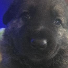 German Shepherds from Pheonix Farm