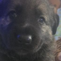 German Shepherds from Pheonix Farm
