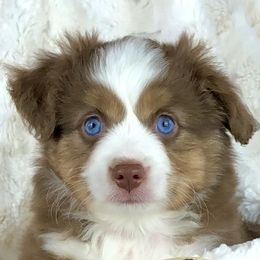 Toy Australian Shepherd Puppies from South Paw Toy Aussies