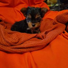 Jolene - Black and tan female Yorkshire Terrier puppy in Pine Grove, Pennsylvania from Cathy Burns