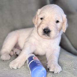 Boy 4 - Cobalt Blue - Light golden male Golden Retriever puppy in Mc Minnville, Tennessee from Wishaw Whisky Golden Retrievers