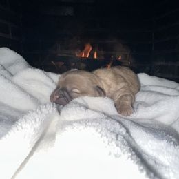 Pongo - Chocolate male Shih Tzu puppy in Rockmart, Georgia from Sonya Garrett