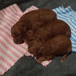 Poodle puppies from My Furry Friends