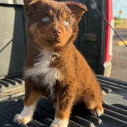 Solstice - Red tri-color male Australian Shepherd puppy in Tucson, Arizona from Soqui Ortiz Cattle Ranch