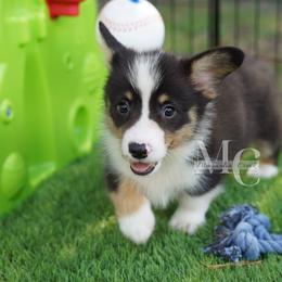 Linen (Tri Male) - Black and tan male American Corgi puppy in Straughn, Alabama from Magnolia Creek Corgis