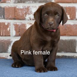 Pink Female - Chocolate female Labrador Retriever puppy in Mississippi from Sure Shot English Labs