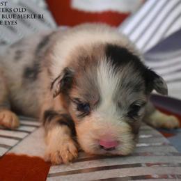 Frost - Blue merle male Miniature Australian Shepherd puppy in Patterson, North Carolina from DreamLine Aussies