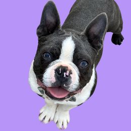 Grey - Boston Terrier
