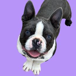 Grey - Boston Terrier