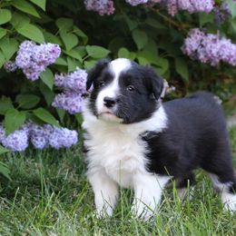 Border Collie Puppies from Element Border Collies
