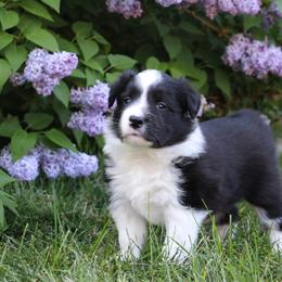Border Collie Puppies from Element Border Collies