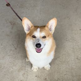 Fry - Pembroke Welsh Corgi