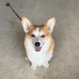 Fry - Pembroke Welsh Corgi