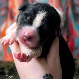 Doc - Black tri-color male Australian Shepherd puppy in Georgetown, Texas from River Reign Australian Shepherds