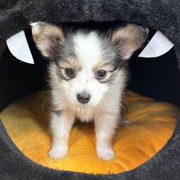 Papillon Puppies from Peppy Papillons, LLC