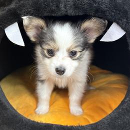 Papillon Puppies from Peppy Papillons, LLC
